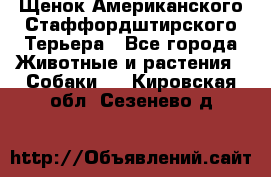 Щенок Американского Стаффордштирского Терьера - Все города Животные и растения » Собаки   . Кировская обл.,Сезенево д.